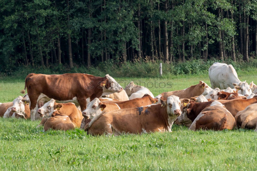 Similar – friesische kühe Natur