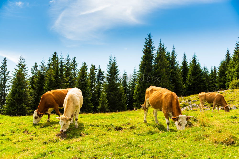 Similar – Three cows and a sky that turns blue