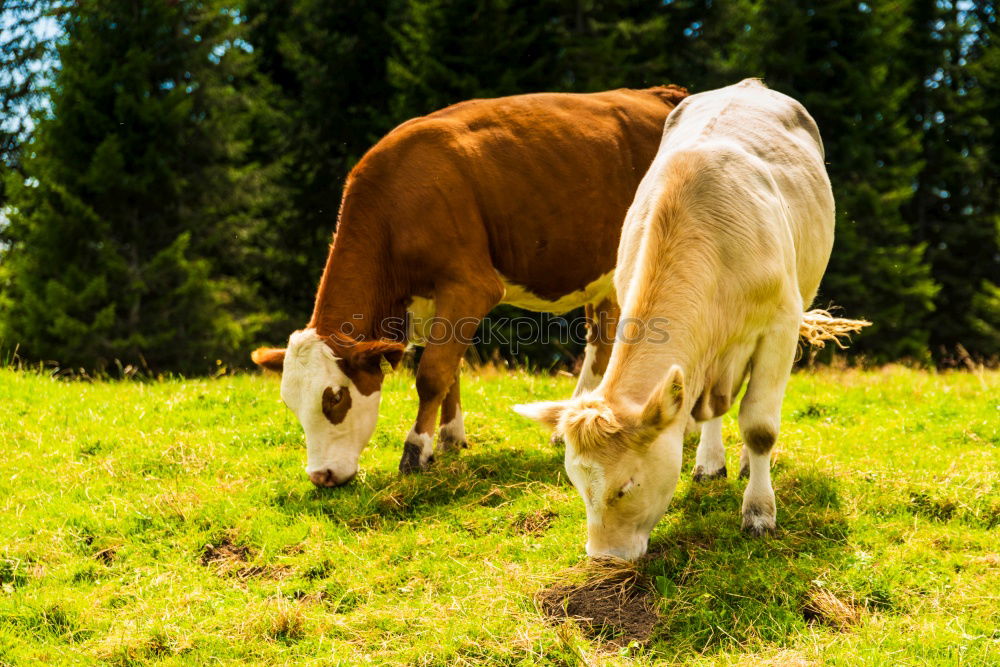 Similar – Image, Stock Photo Cow in the Bavarian Alps