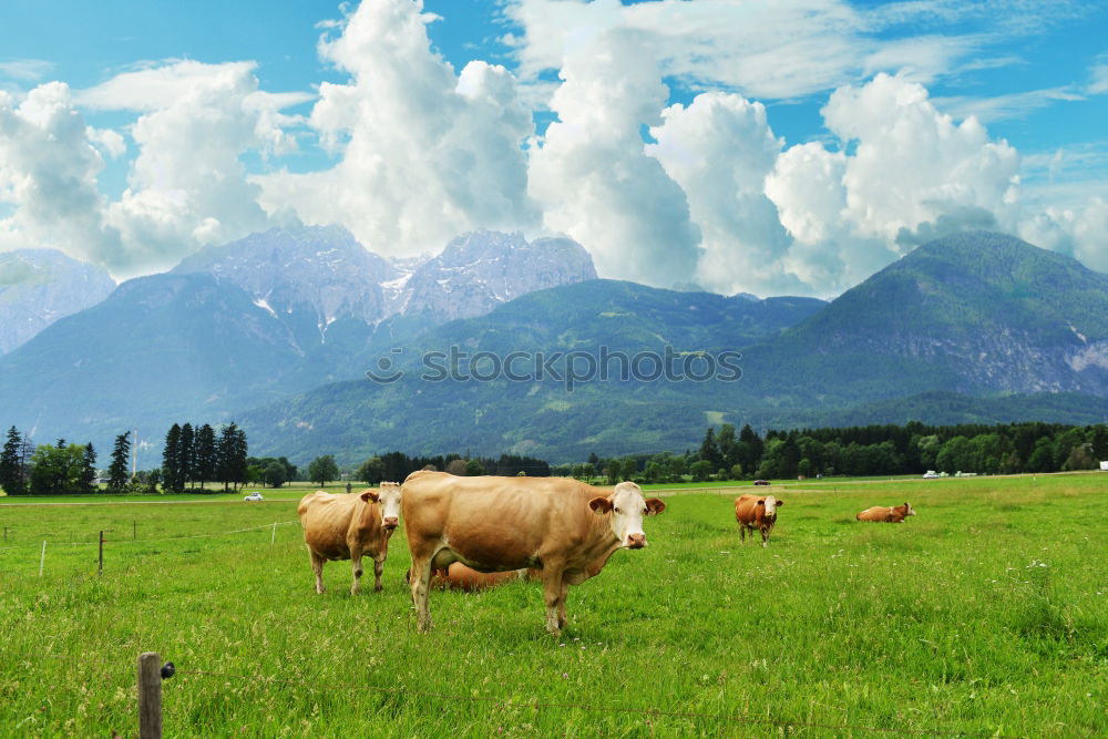 Similar – muuuh Cow Meadow