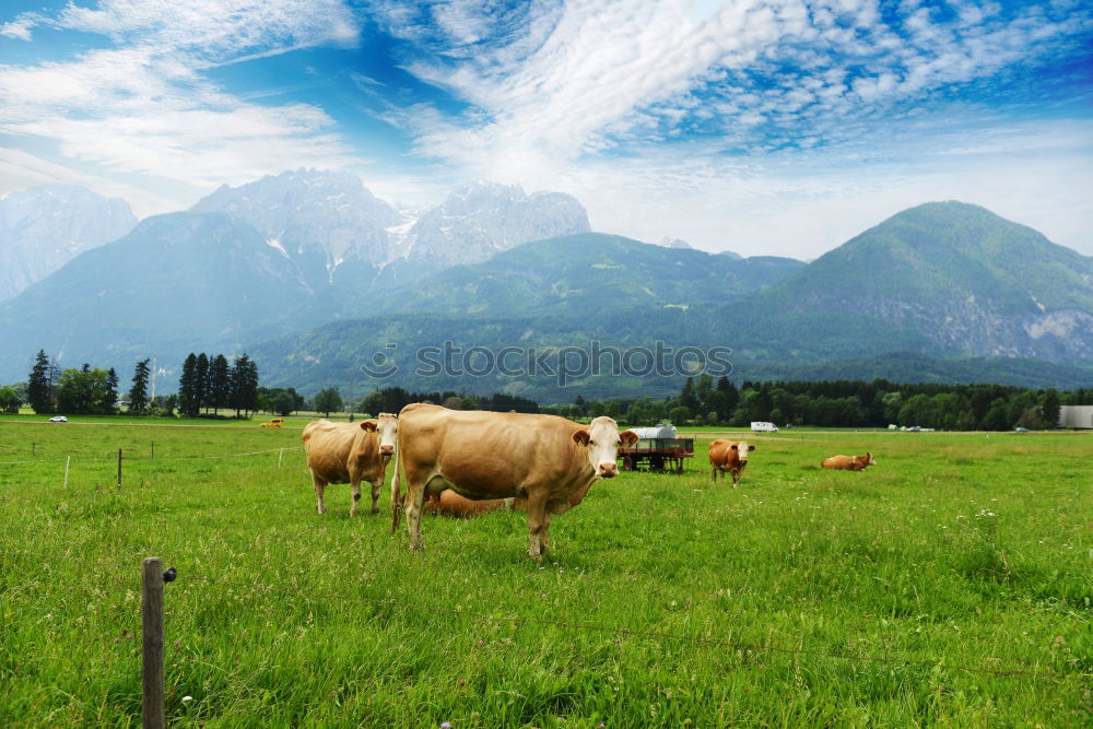 Similar – muuuh Cow Meadow