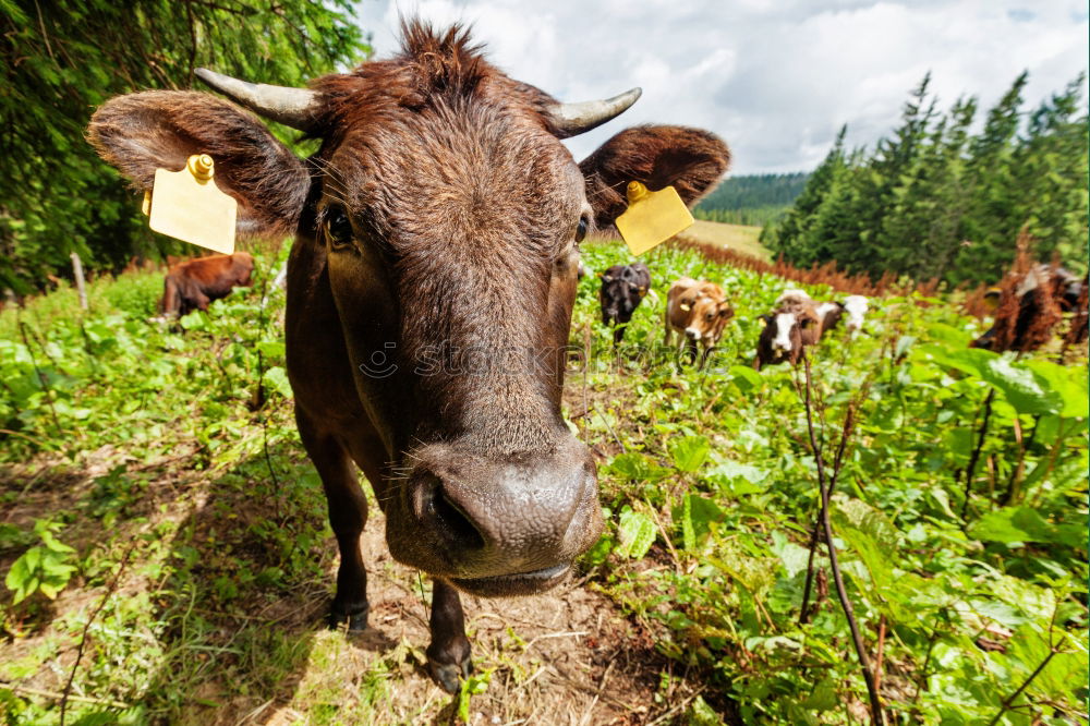 Similar – Image, Stock Photo Pitztal cows