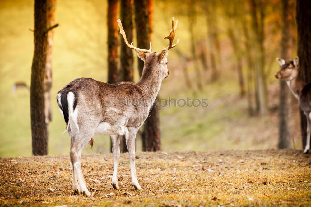 Similar – beautiful fallow deer stag in autumn woods