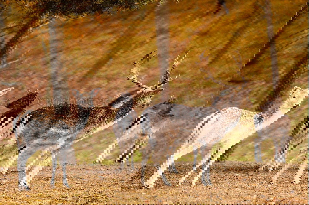Similar – Image, Stock Photo three fallow deer stags