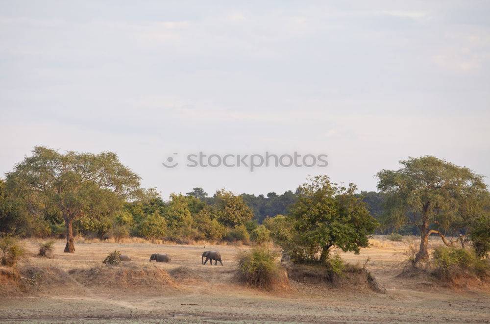 Similar – Image, Stock Photo transport through the steppe