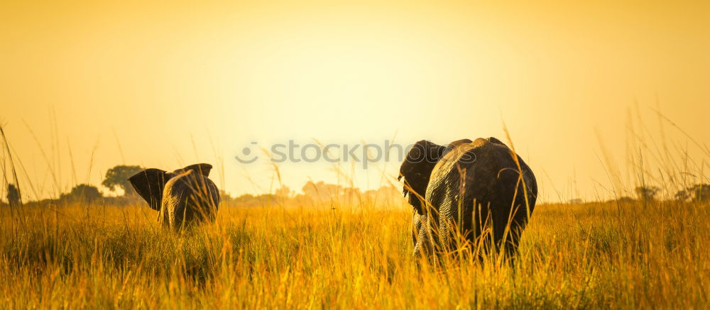 Similar – Image, Stock Photo sheep idyll for two Nature