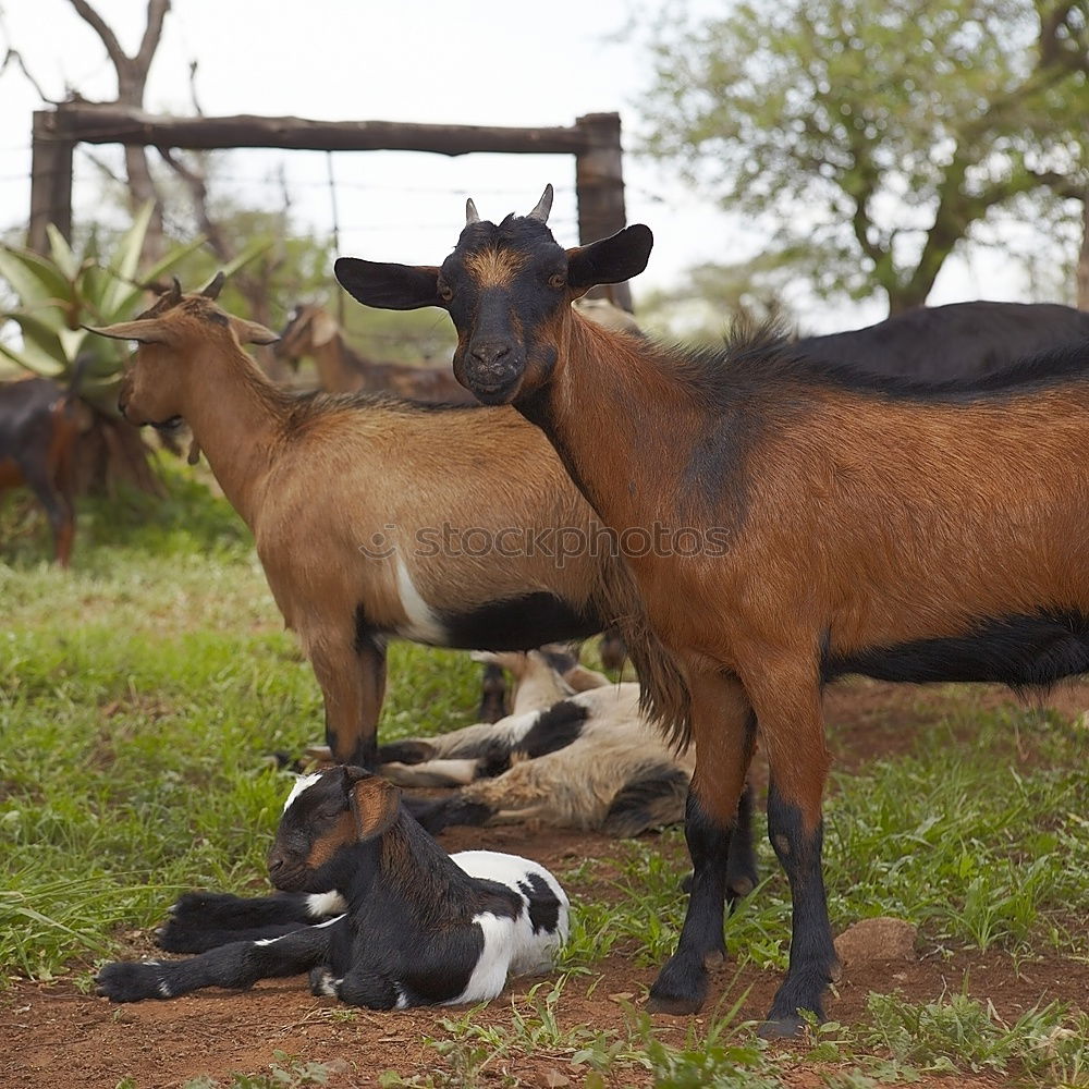 Similar – shaft day Farm animal