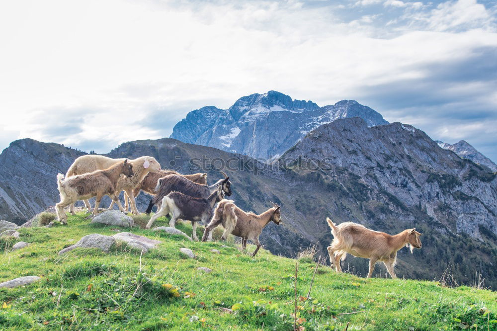 Similar – Horses on winter mountains