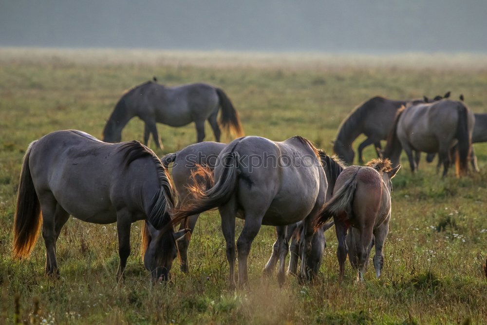 Similar – herd of horses Horse Brown