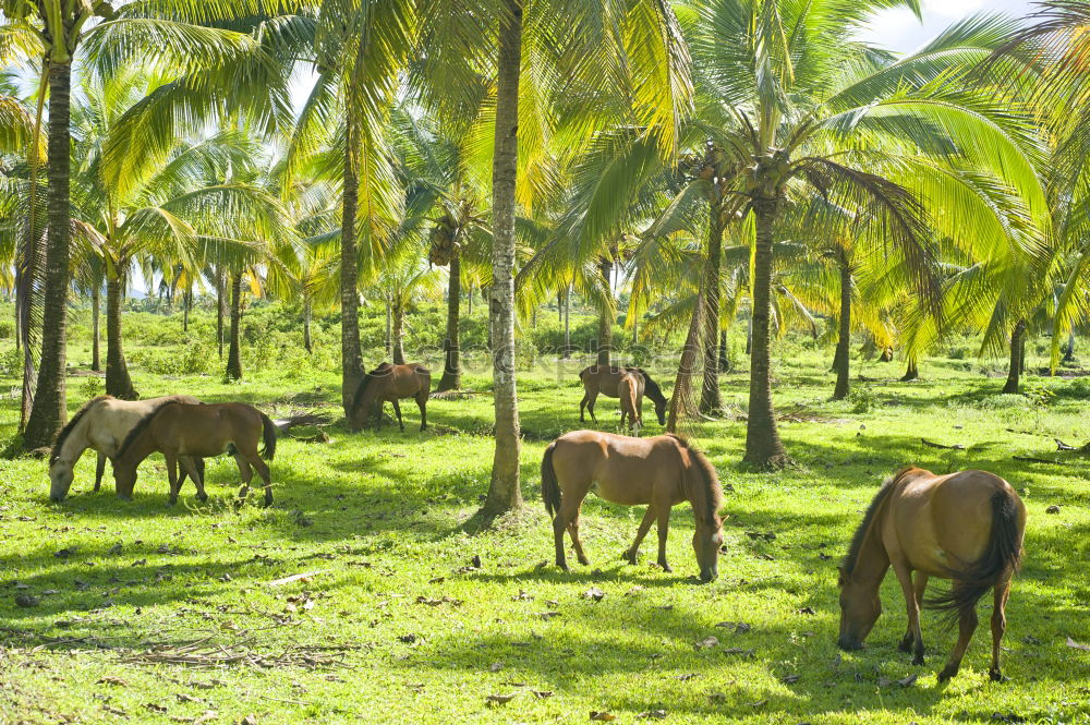 Similar – Image, Stock Photo Mule portrait, Sri Lanka