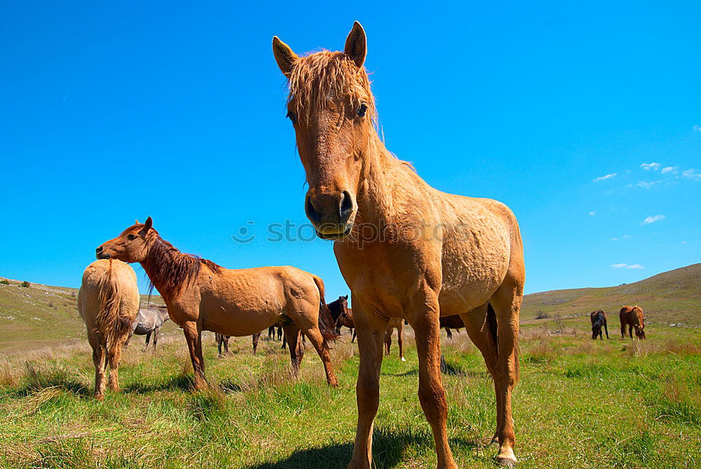 Similar – Herd of wild grazing horses on the field