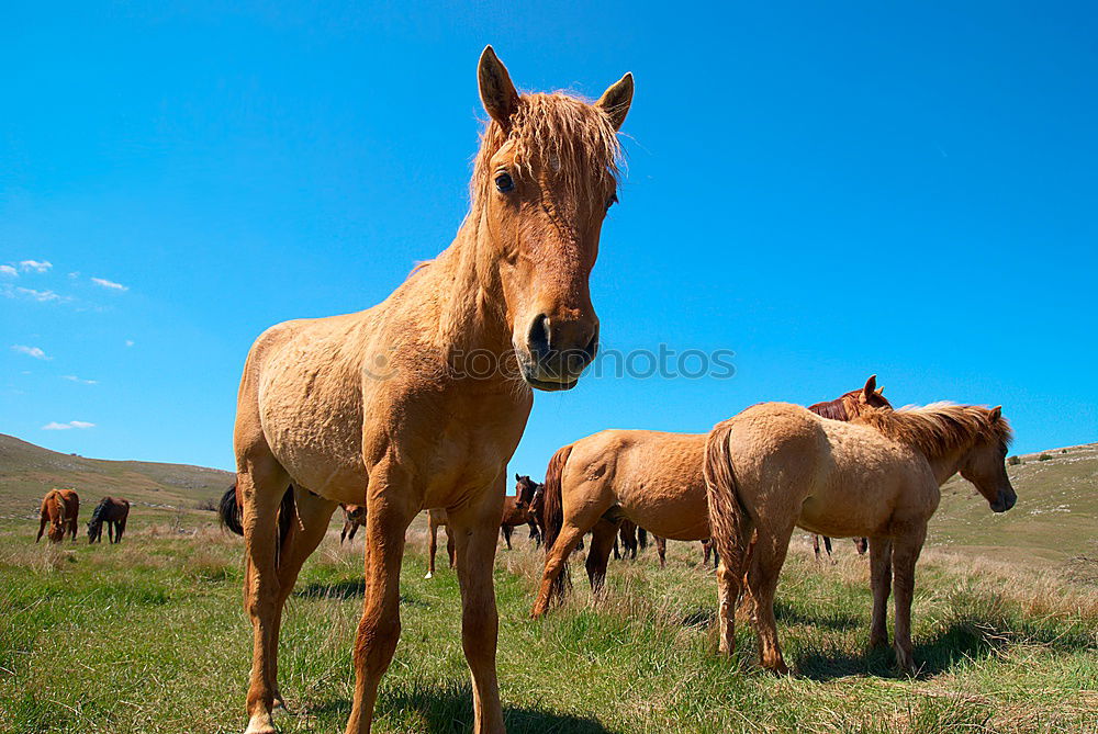 Similar – Herd of wild grazing horses on the field