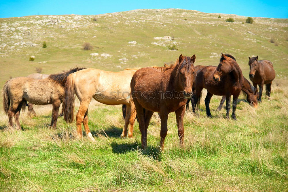 Similar – Herd of wild grazing horses on the field