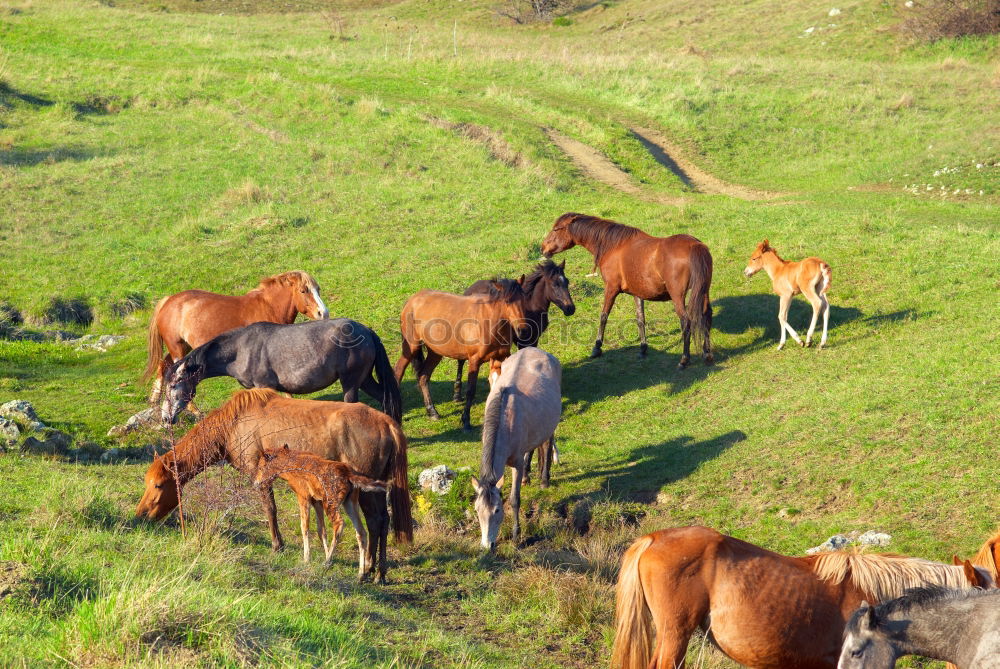 Similar – Image, Stock Photo horses Environment Nature