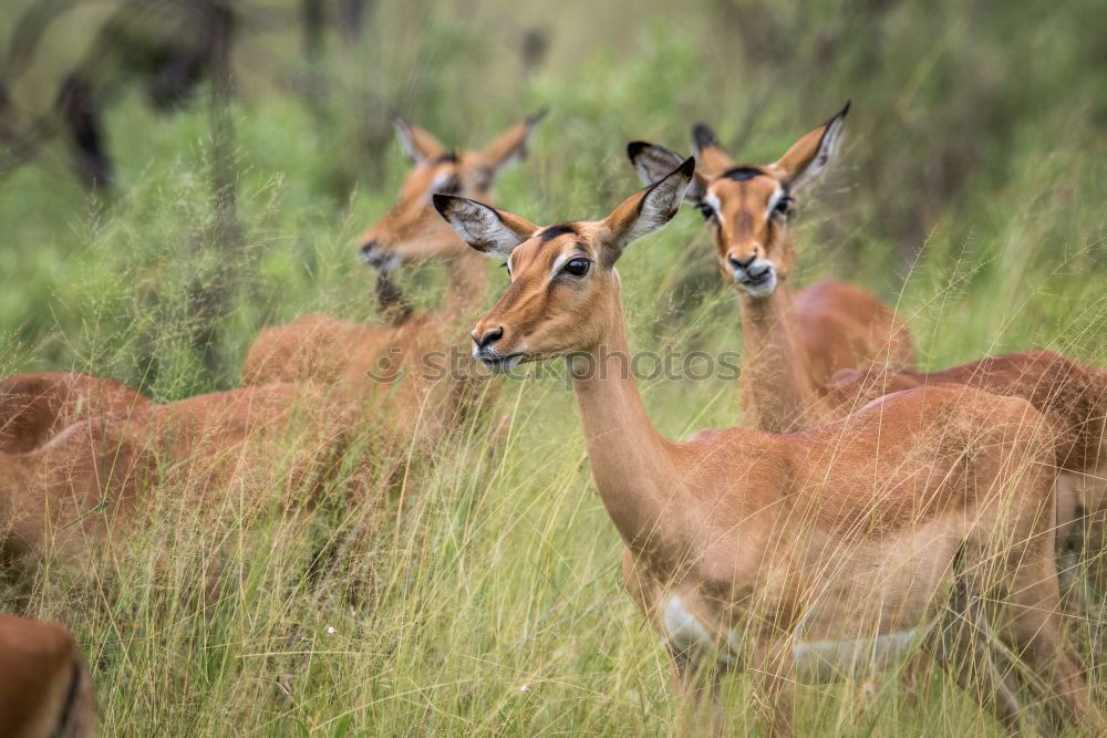 Similar – Springbok Herd Animal