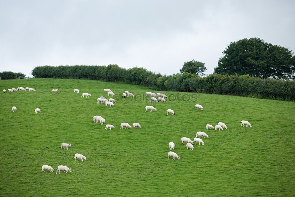 Similar – cloudy lawnmowers Sheep