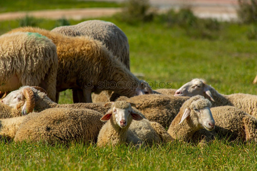 Similar – Flock of sheep with offspring