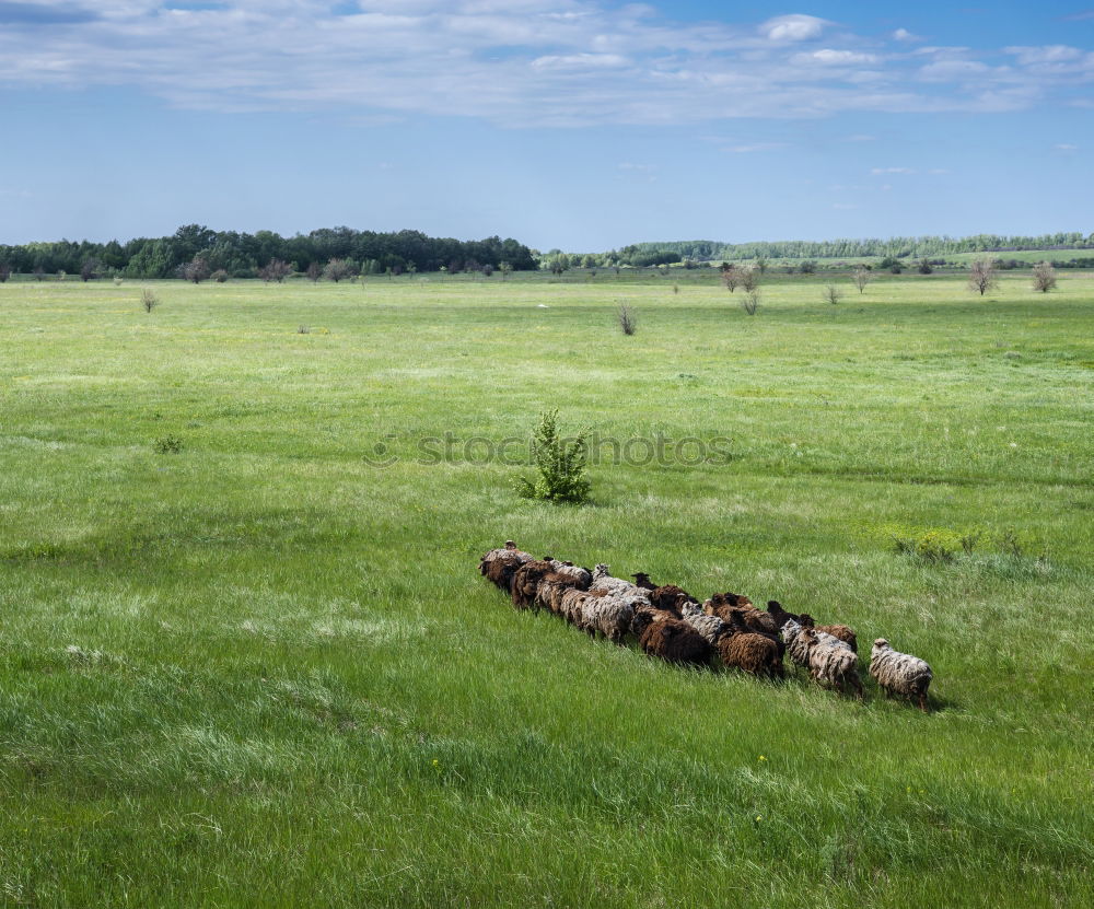 Similar – Image, Stock Photo Many in the Gobi Mongolia