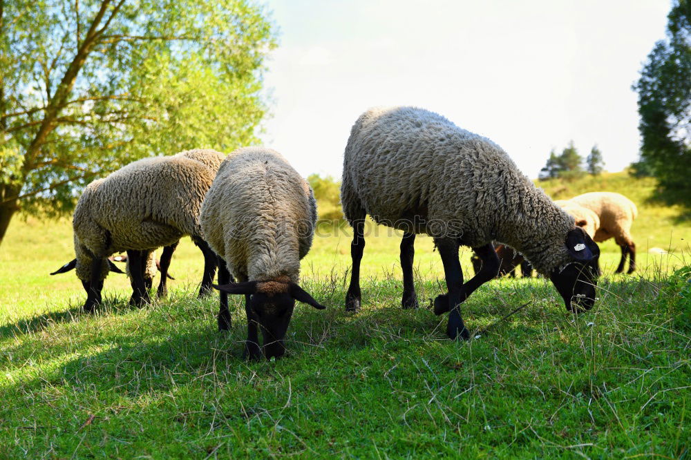 Similar – Look Sheep Schaf Wiese