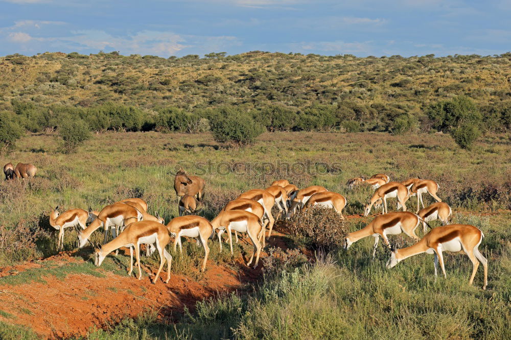 Similar – Springbok Herd Animal