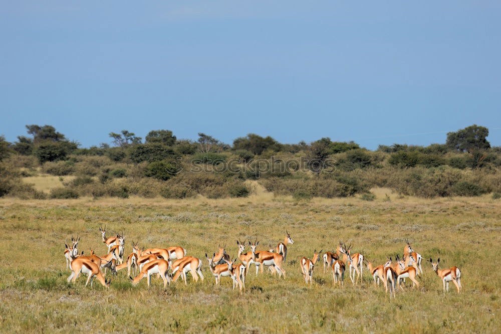 Similar – Guanaco Herd Animal