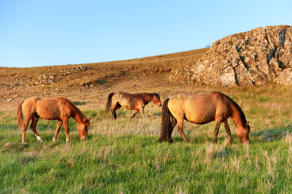 Herd of wild grazing horses on the field