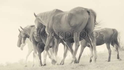 Similar – Horse and cows in countryside