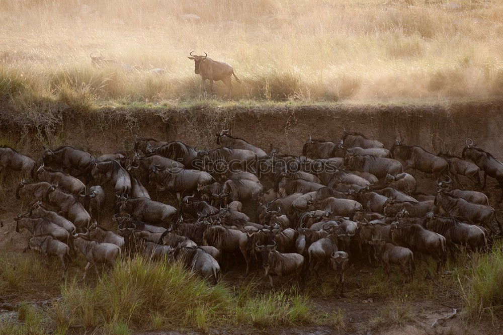 Similar – cranes Tree Field Animal