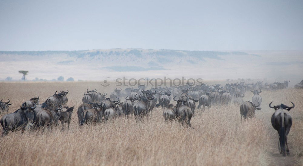 Similar – cranes Tree Field Animal