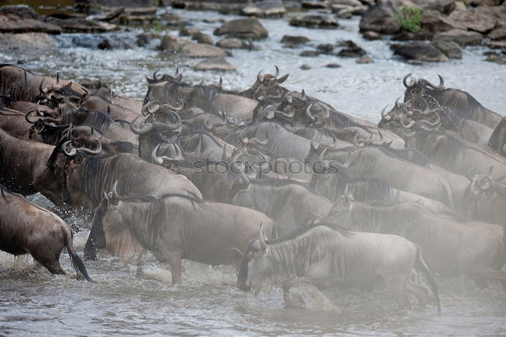 Image, Stock Photo #A# Look at the herd Art