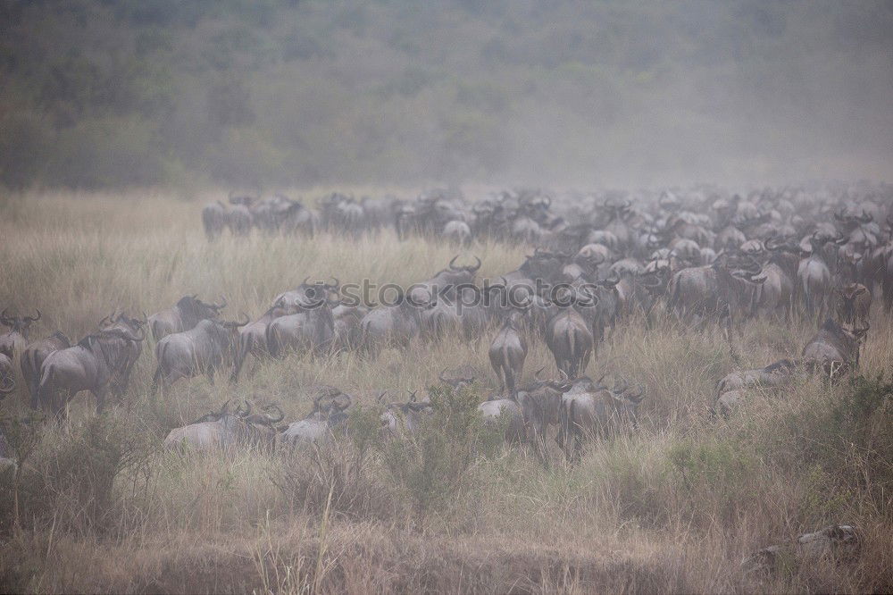 Similar – Ngorongoro Crater Safari Africa