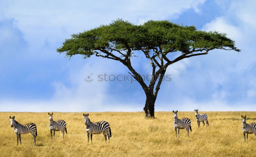 Similar – Image, Stock Photo impalas Wild animal