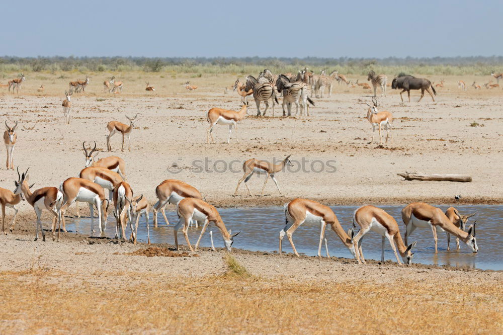 Similar – Kenya Environment Nature