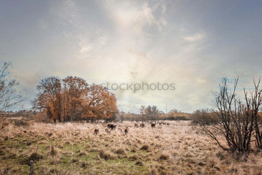 Similar – dry float Nature Landscape