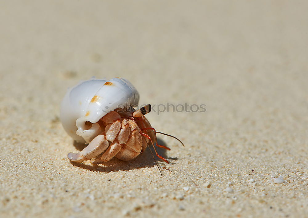 Similar – Foto Bild Geleefisch Sand Küste