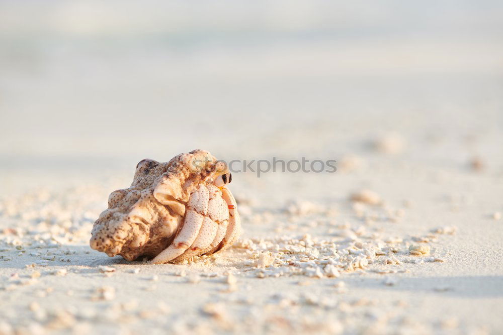 Lizard in the sand in Gobi desert, China