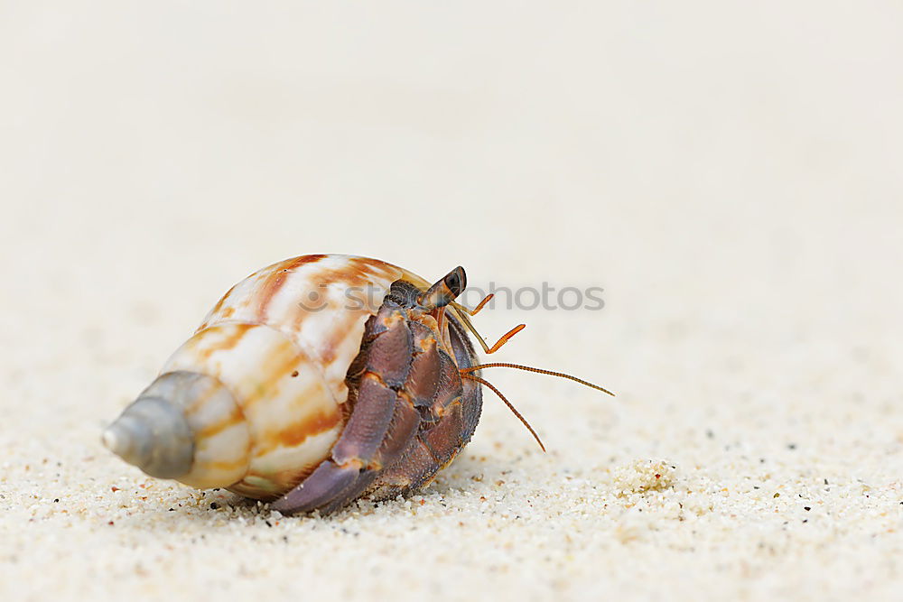 Similar – Foto Bild Geleefisch Sand Küste