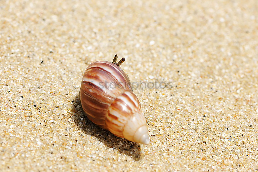 Similar – beach shell Mussel Beach