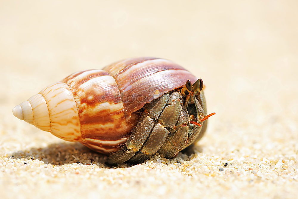 Similar – Nackte Schnecke oder Nacktschnecke