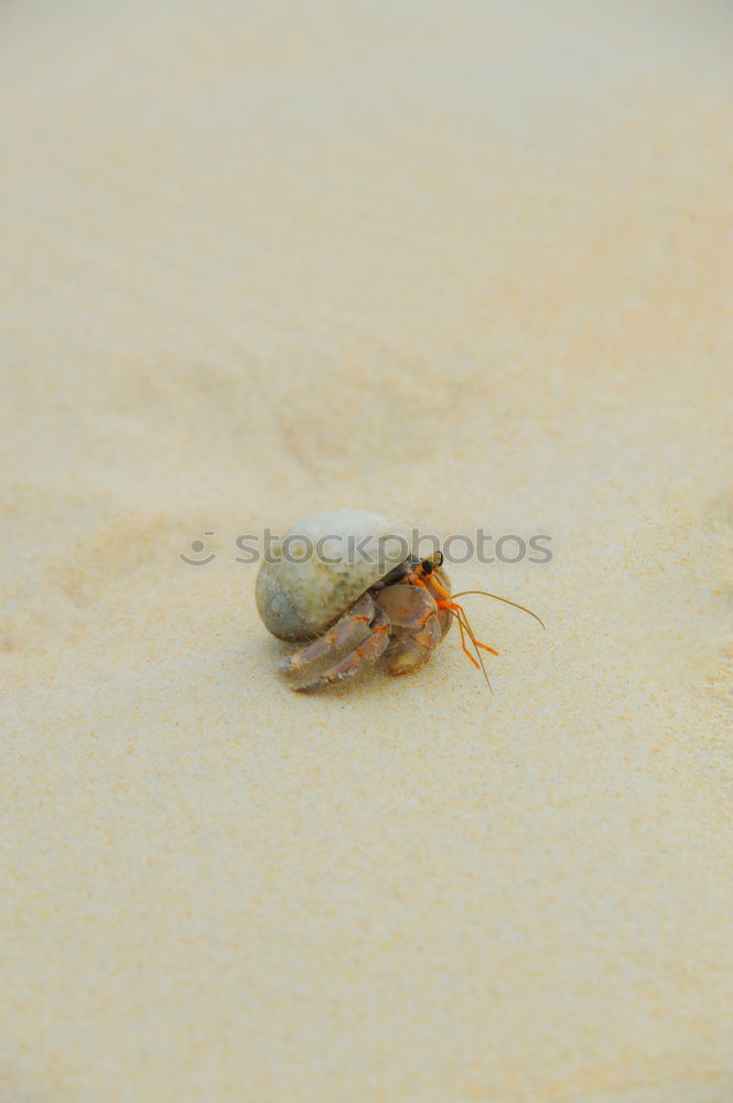 Similar – Image, Stock Photo sunbath Animal Shellfish 1