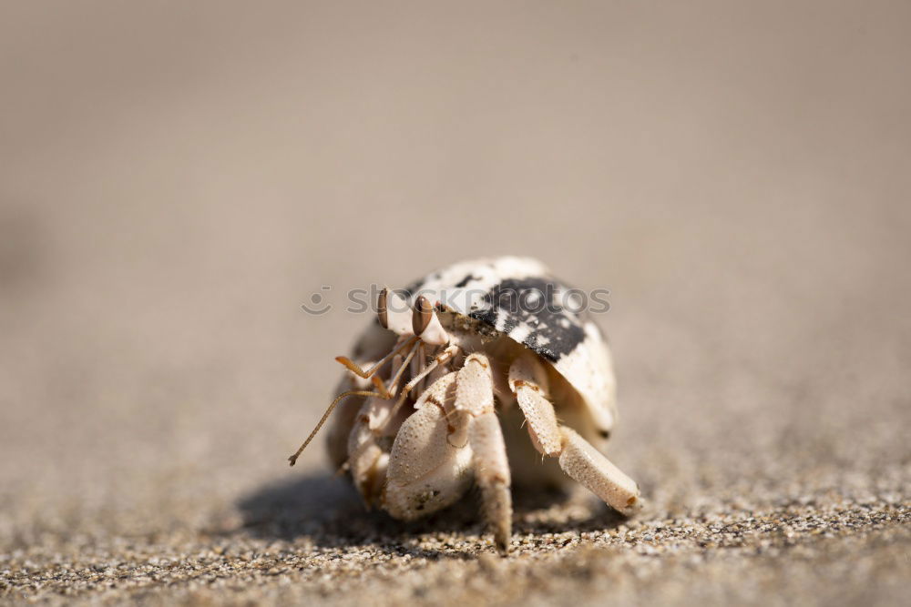 Similar – Hermit crab II