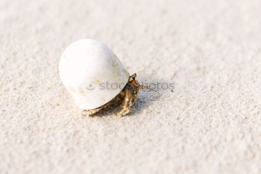 Similar – Image, Stock Photo Hermit crab in the sand