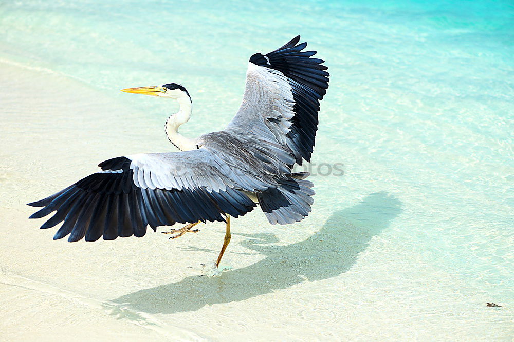 Foto Bild Abflug Kranich Strand Meer