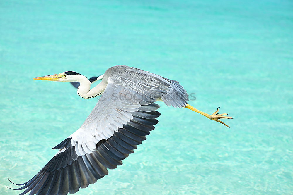 Similar – Foto Bild Abflug Kranich Strand Meer