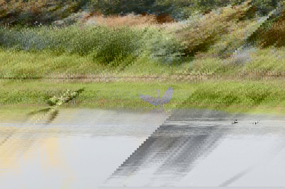 Similar – Foto Bild im Gänsemarsch Landschaft