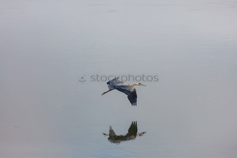 Similar – Image, Stock Photo dead seagull Environment