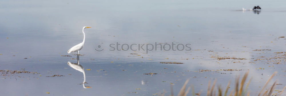 Similar – Reiherlei Umwelt Natur