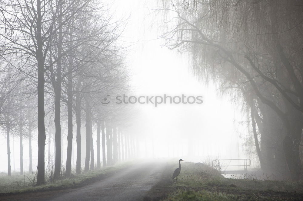 Similar – windschief ll Baum Herbst