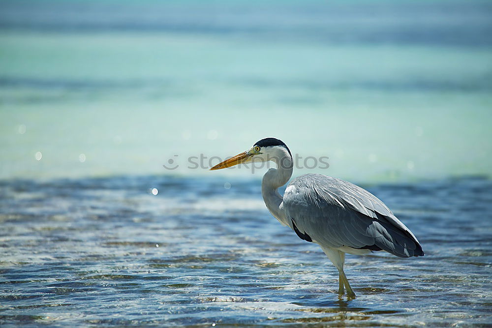 Similar – Grey Heron at the beach, Maldives