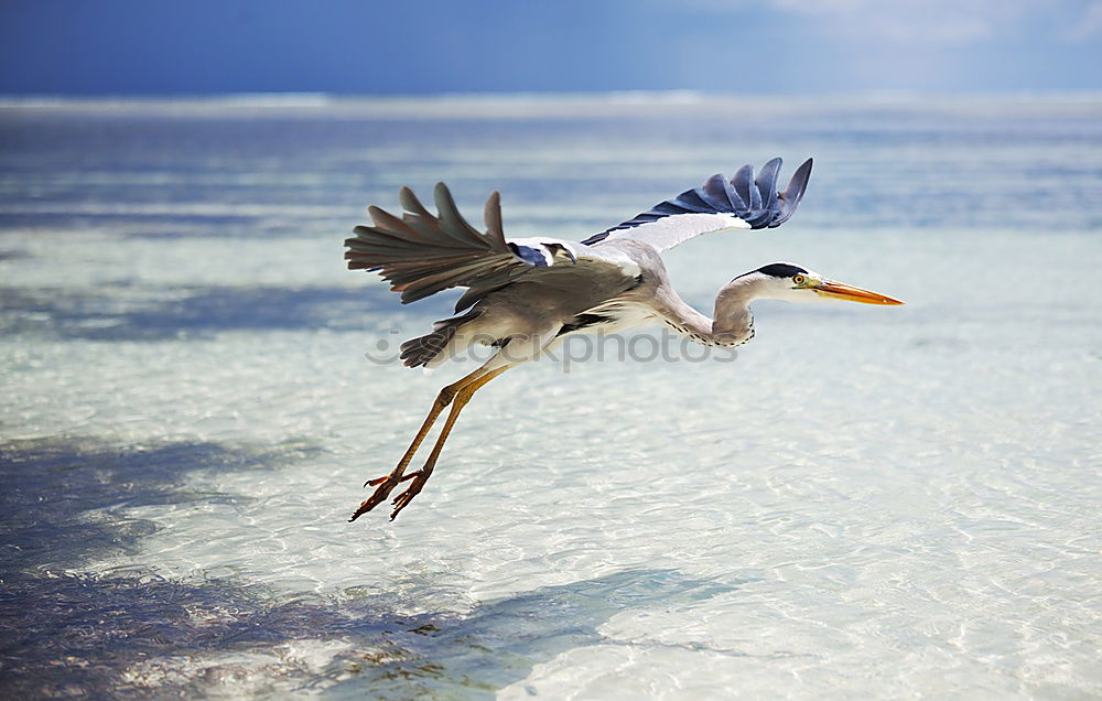 Similar – Foto Bild Abflug Kranich Strand Meer